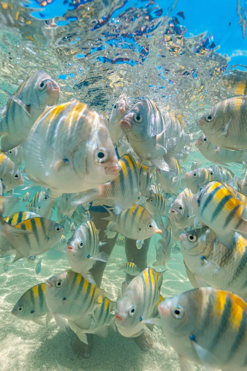 Peixes nas piscinas naturais de Paripueira