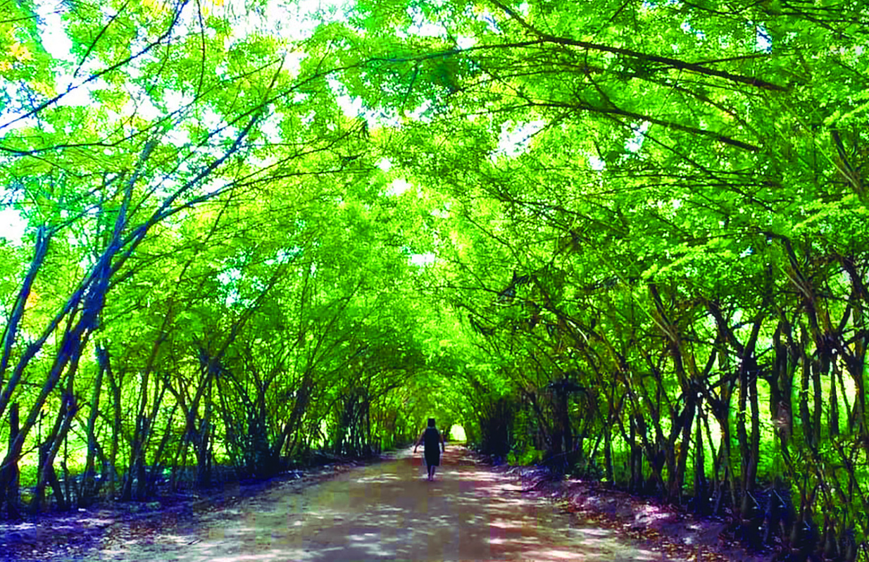 Túnel Verde Rota Ecológica dos Milagres Patacho